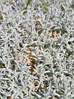 Cerastium Grandiflorum (fam. Caryophyllacees) (Balkans, Caucase) (2) (Photo F. Mrugala)